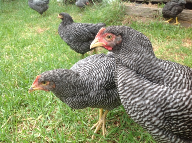 Plymouth Rock chickens for sale whatsapp +27631521991
