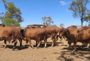 Red Brahman cattle for sale whatsapp +27631521991