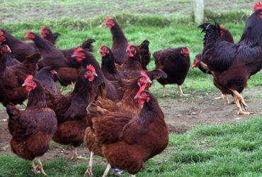 Rhode Island Red chickens for sale whatsapp +27631521991