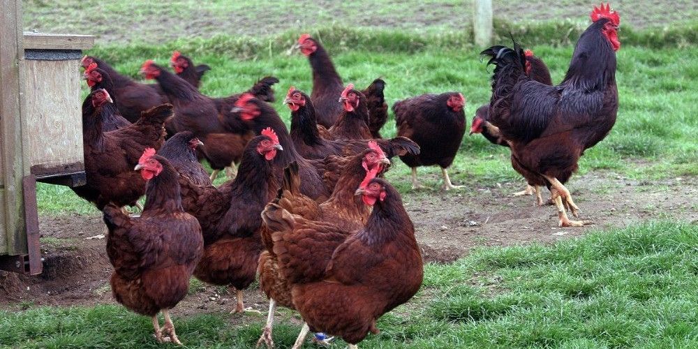 Rhode Island Red chickens for sale whatsapp +27631521991
