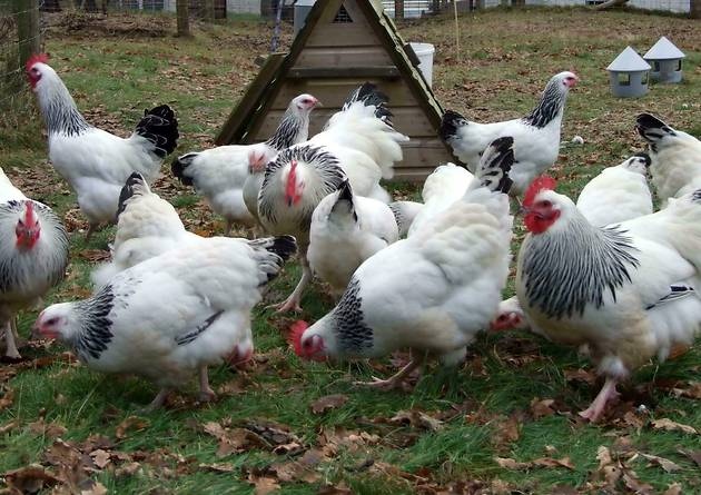 Sussex chicken for sale whatsapp +27631521991