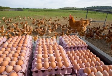 Chickens Table Eggs for sale whatsapp +27631521991