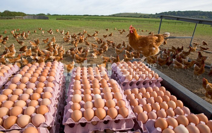 Chickens Table Eggs for sale whatsapp +27631521991