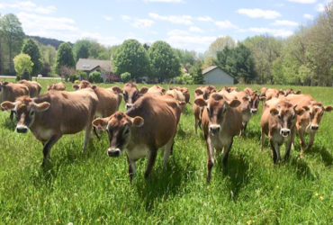 Jersey Herd cows for sale whatsapp +27631521991