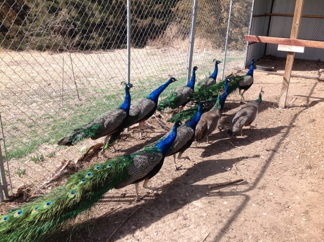 ostrich , peacocks ,for sale