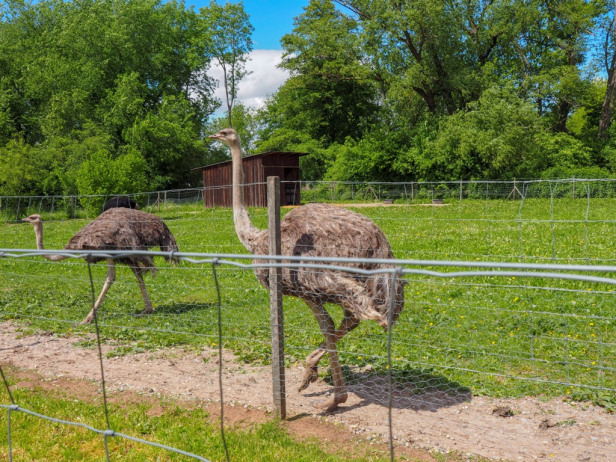 ostrich , peacocks ,for sale