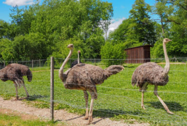ostrich , peacocks ,for sale