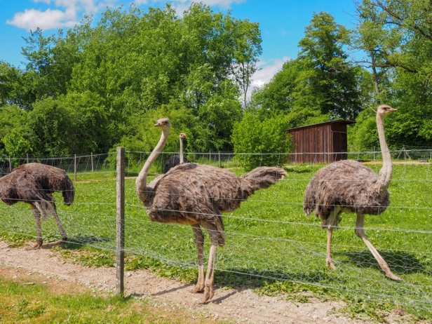 ostrich , peacocks ,for sale