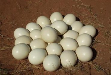 Fertile Ostrich Hatching Eggs for sale