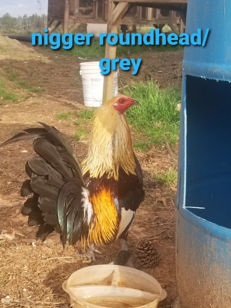 Very gamey roosters for sale