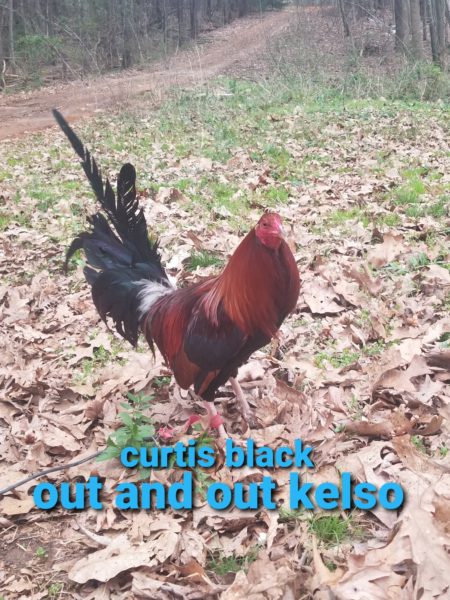 Very gamey roosters for sale