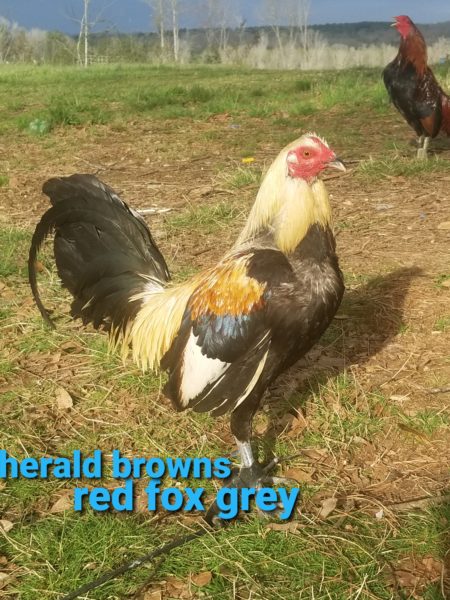 Very gamey roosters for sale