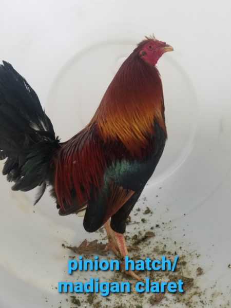 Very gamey roosters for sale
