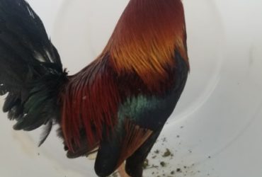 Very gamey roosters for sale