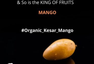 Organic Kesar Mango Online|Gir Kesar Amba
