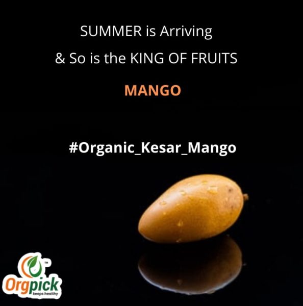 Organic Kesar Mango Online|Gir Kesar Amba