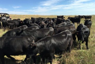 Registered Black Angus Cattle for sale