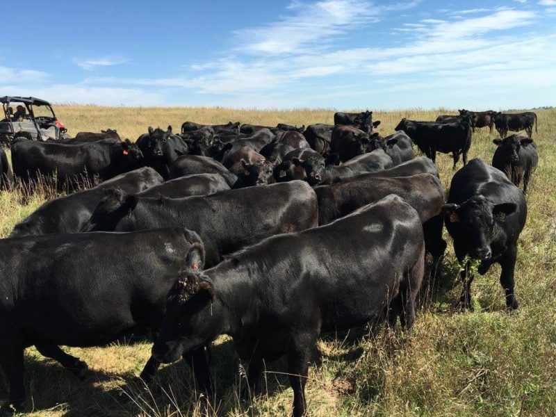 Registered Black Angus Cattle for sale
