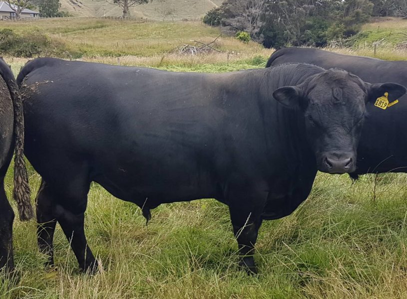 Registered Black Angus Cattle for sale