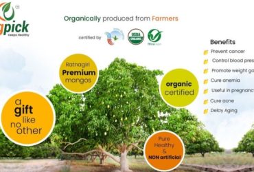 Buy Natural Mangoes Online in Pune|100% Organic