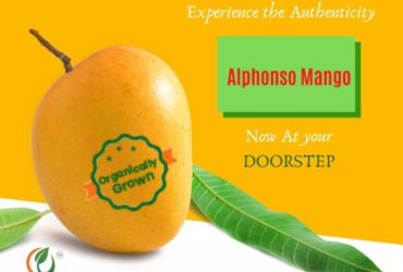 Order Organic Mangoes Online|Organically Grown Alphonso