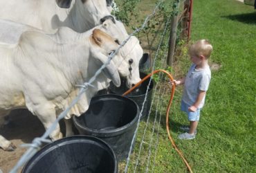 Cattle And Calves for sale At affortable Prices