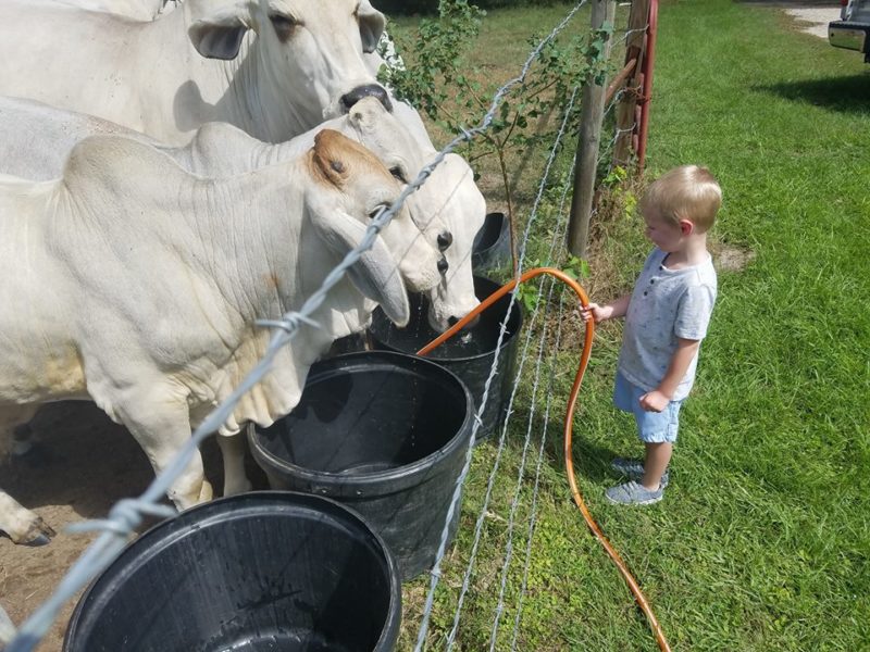 Cattle And Calves for sale At affortable Prices