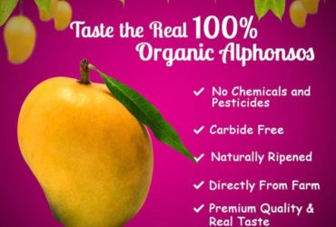 Buy 100% Organic Alphonso Mangoes