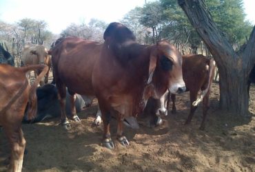 Livestock, Cattle   Bonsmara, Brahman and Nguni, Boer Goats, Lambs, Sheep