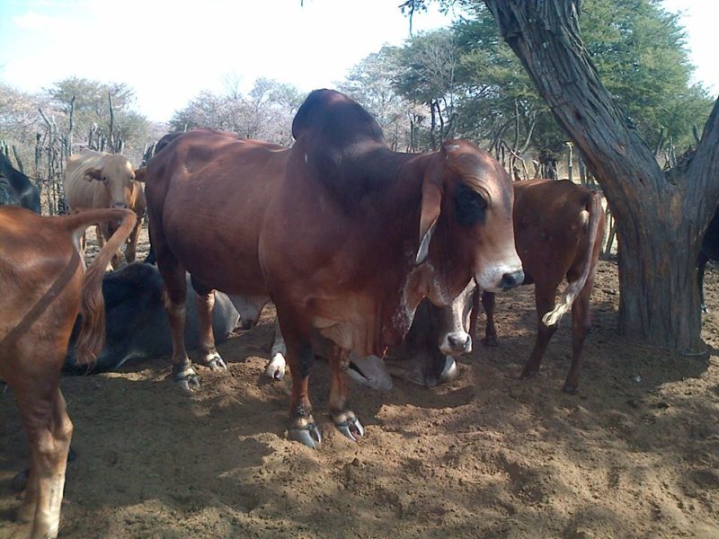 Livestock, Cattle   Bonsmara, Brahman and Nguni, Boer Goats, Lambs, Sheep