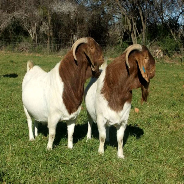 Livestock, Cattle   Bonsmara, Brahman and Nguni, Boer Goats, Lambs, Sheep