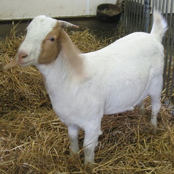 Cheap Awassi Sheep /Fat Tail Awassi Sheep /Live Healthy Sheep For Sale