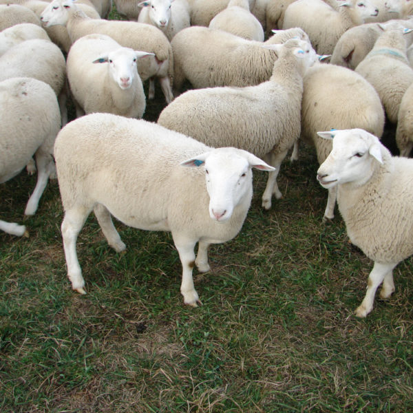 Cheap Awassi Sheep /Fat Tail Awassi Sheep /Live Healthy Sheep For Sale
