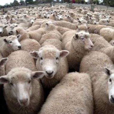 Cheap Awassi Sheep /Fat Tail Awassi Sheep /Live Healthy Sheep For Sale