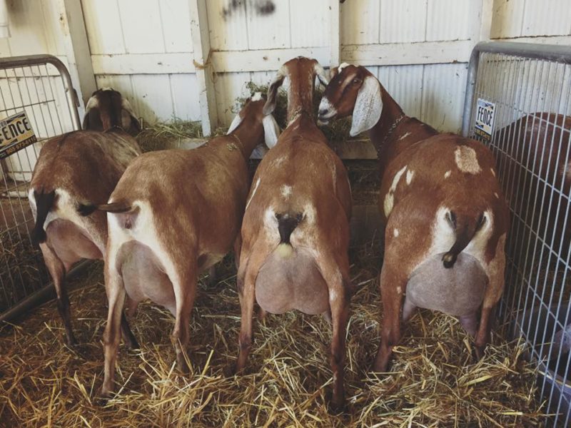 excellent dairy goats for sale - National CSA Directory