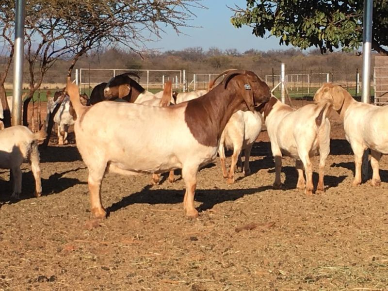 excellent dairy goats for sale