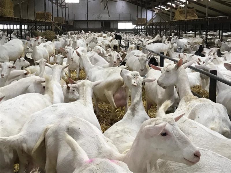 excellent dairy goats for sale