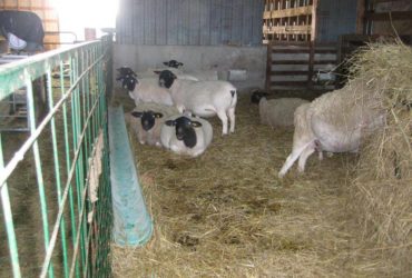 Dorper and Merino Lambs Western Cape