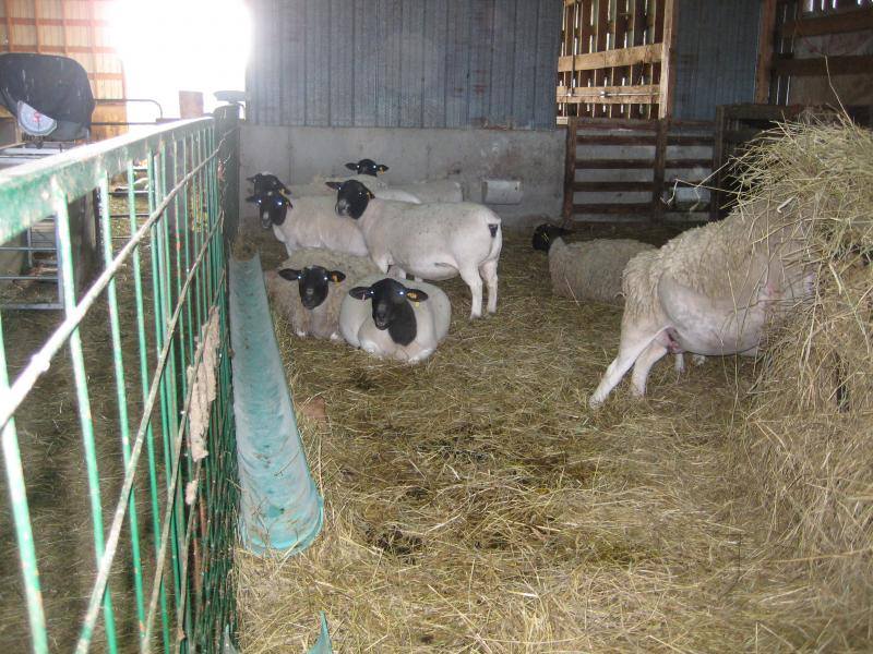 Dorper and Merino Lambs Western Cape