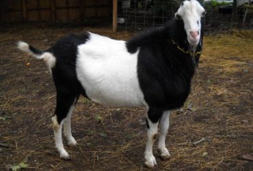 excellent dairy goats for sale