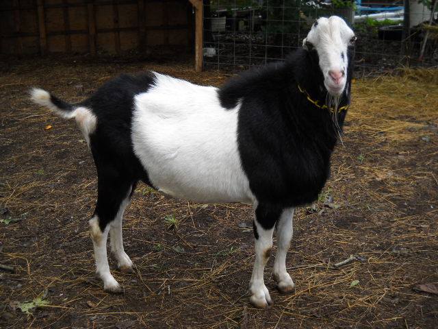 excellent dairy goats for sale - National CSA Directory