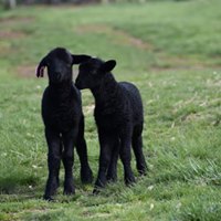 Small Ruminant Animal Husbandry & Herd Health Class