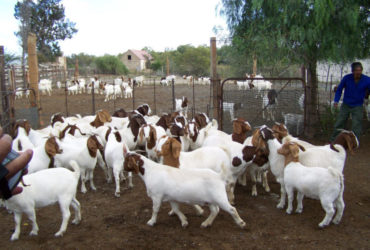 Boer and Kalahari goats Mpumalanga