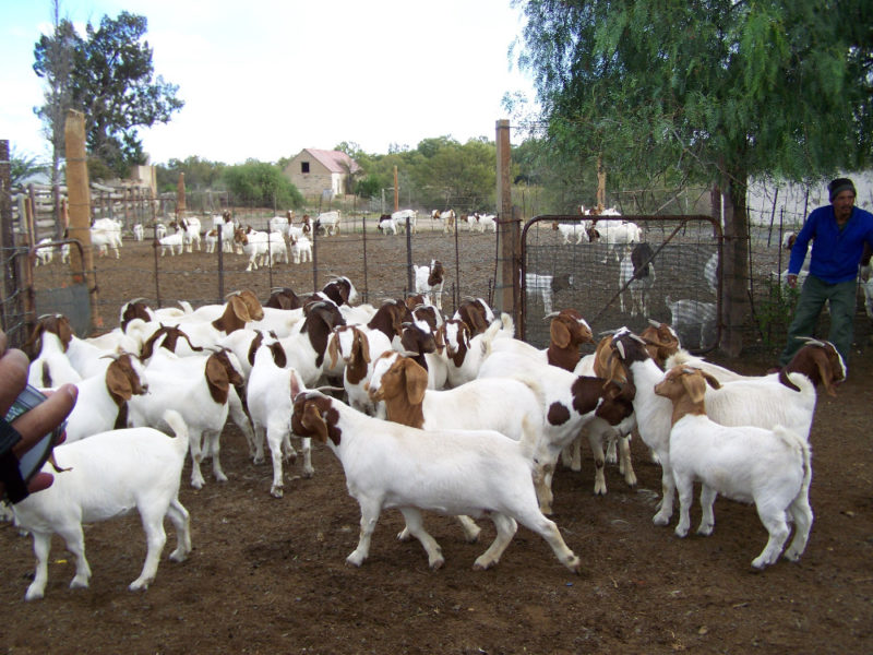 Boer and Kalahari goats Mpumalanga