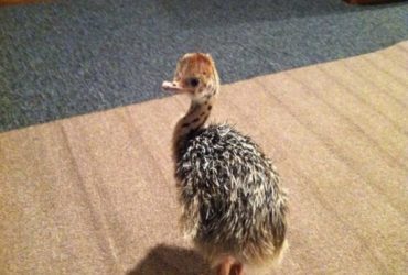 Ostrich chicks and fertile eggs Western Cape