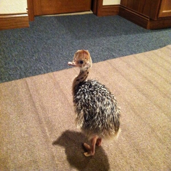 Ostrich chicks and fertile eggs Western Cape