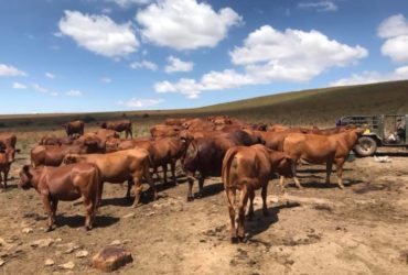 Bonsmara,Brahman and Nguni Cattle Western Cape