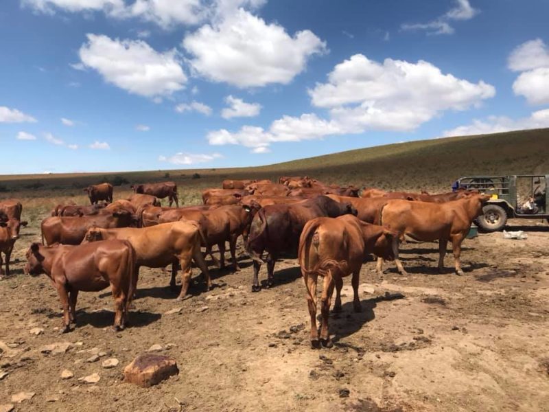 Bonsmara,Brahman and Nguni Cattle Western Cape