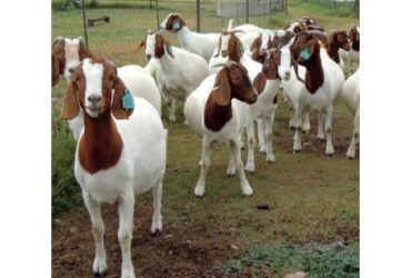 Boer goats for sale