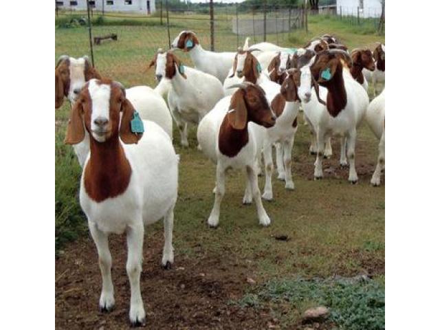 Boer goats for sale